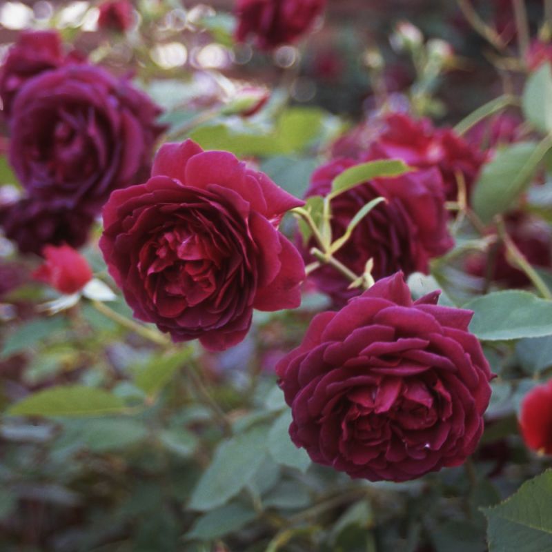 バラ苗 【真夜 (まよ)】 (新苗) フロリバンダ 四季咲き 中輪 赤系 紫系