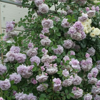 週末セール！ラスト株！蕾付き❤️完全終了！超入手困難 和バラ苗 ラスト株！蕾付き❤️完全終了！超入手困難 和バラ苗