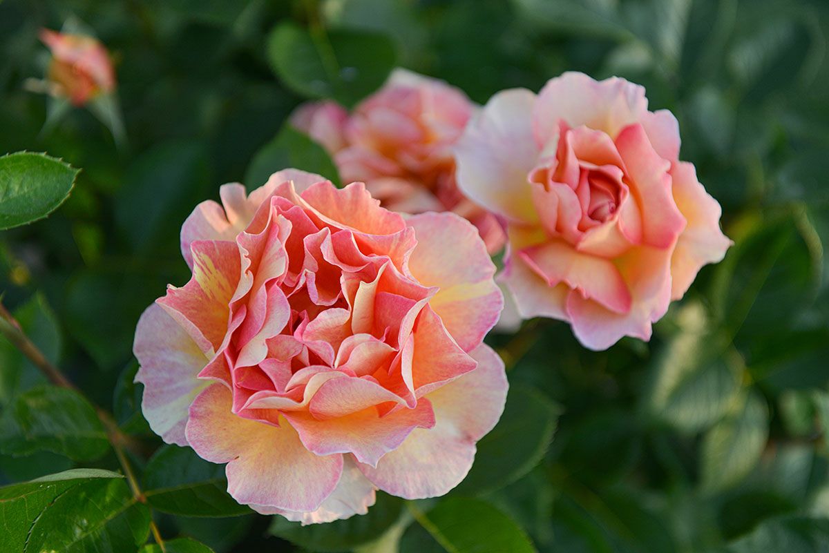 バラ苗 ラパリジェンヌ