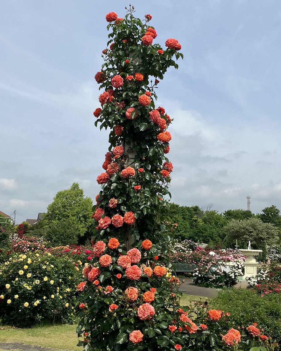 バラ苗オランジュリー