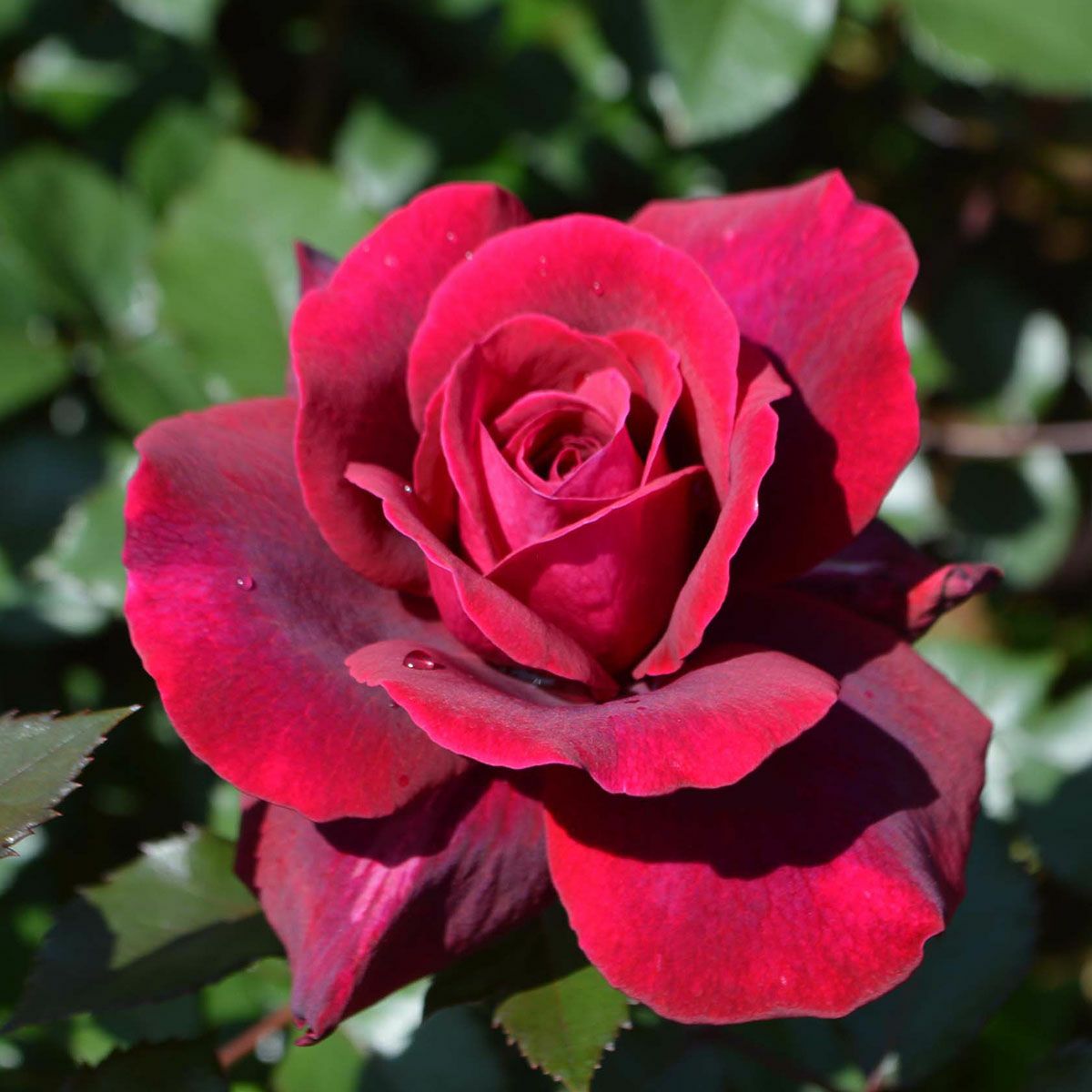 コルデス KORDES (ドイツ) | THE ROSE SHOP｜バラ専門店 ザローズ 