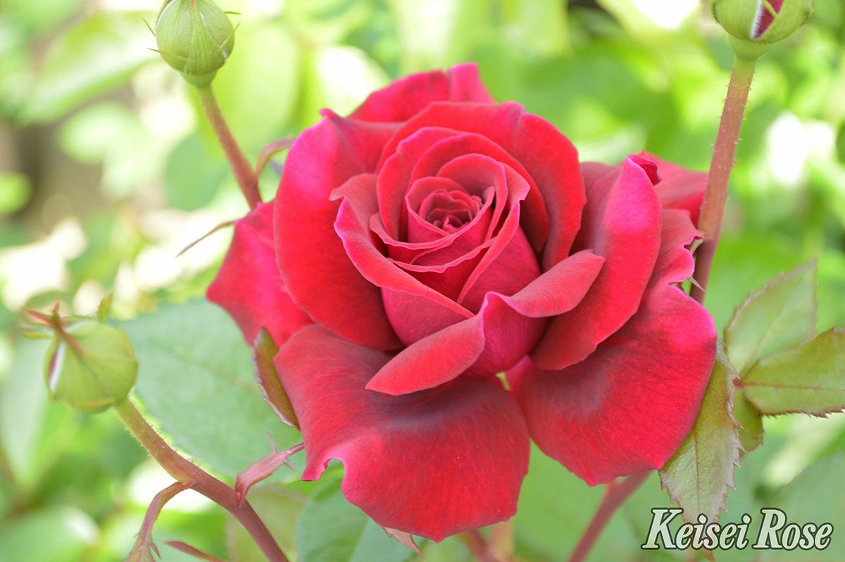 バラ苗ジプシーソウル