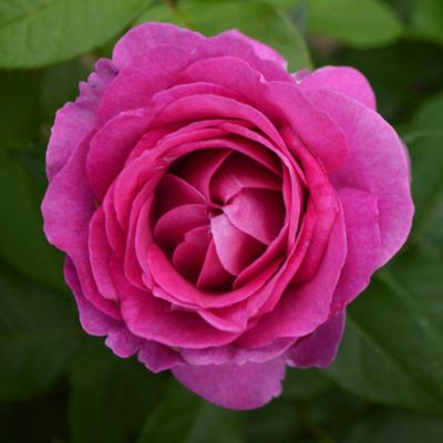 香りのバラ(強香種) | THE ROSE SHOP｜バラ専門店 ザローズショップ