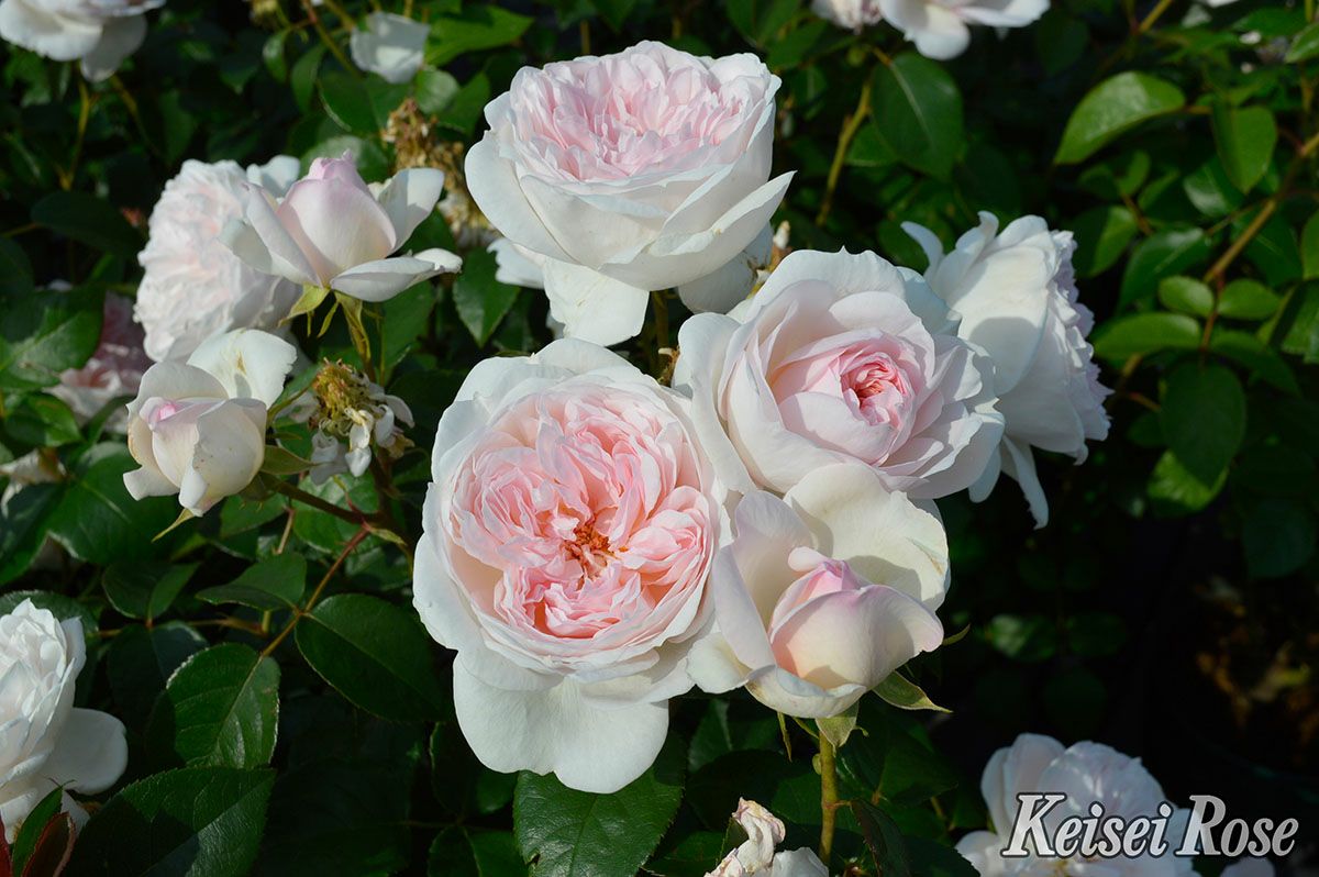 バラ苗プリンセスヴェール