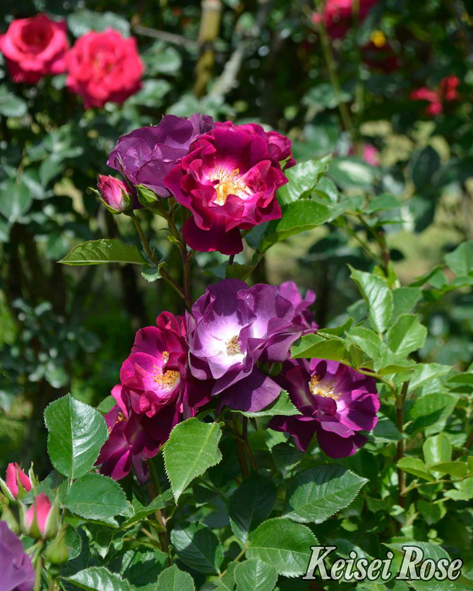 バラ苗サングリアナイト