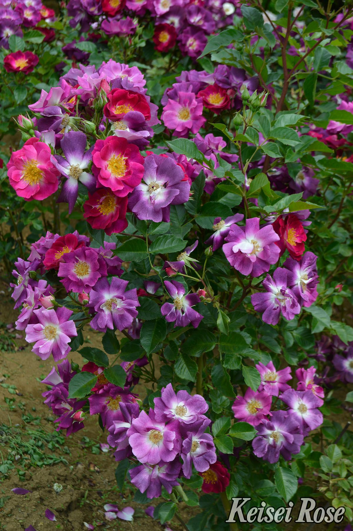 バラ苗サングリアナイト