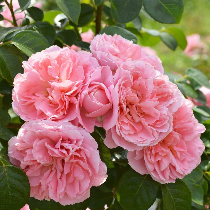 ☆バラ苗☆ＬＣｌ☆ 羽衣 ◎透んだピンク色の花を枝一杯に咲かせる♪ ６号 - ガーデニング