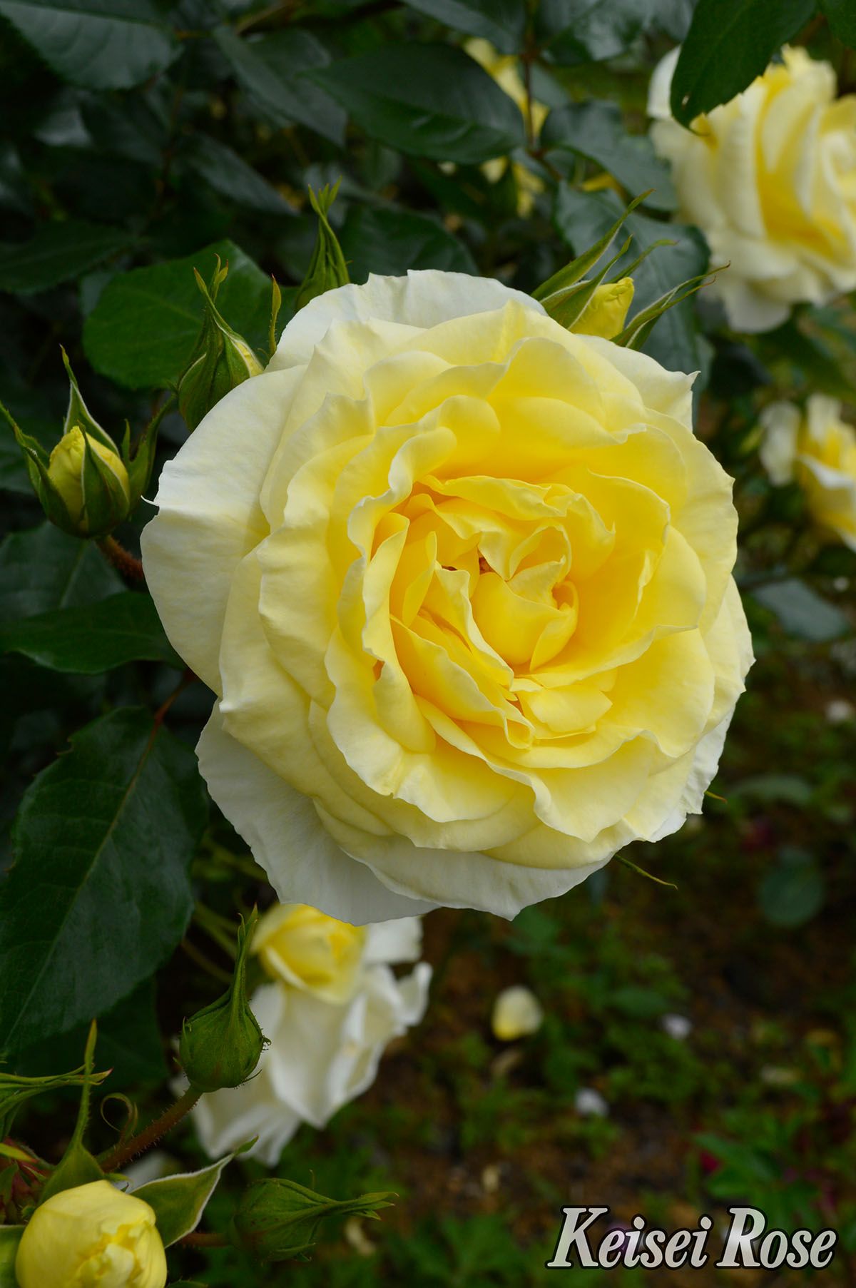 バラ苗イルミナーレ