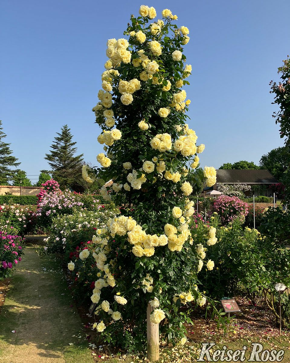 バラ苗イルミナーレ