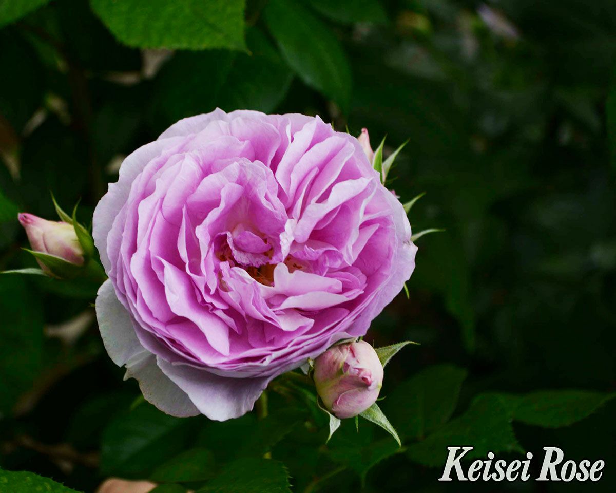 バラ苗エーデルシュタイン