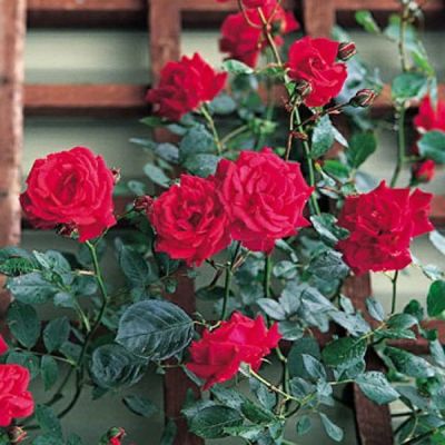 アウトレット】バラ苗 | THE ROSE SHOP｜バラ専門店 ザローズ