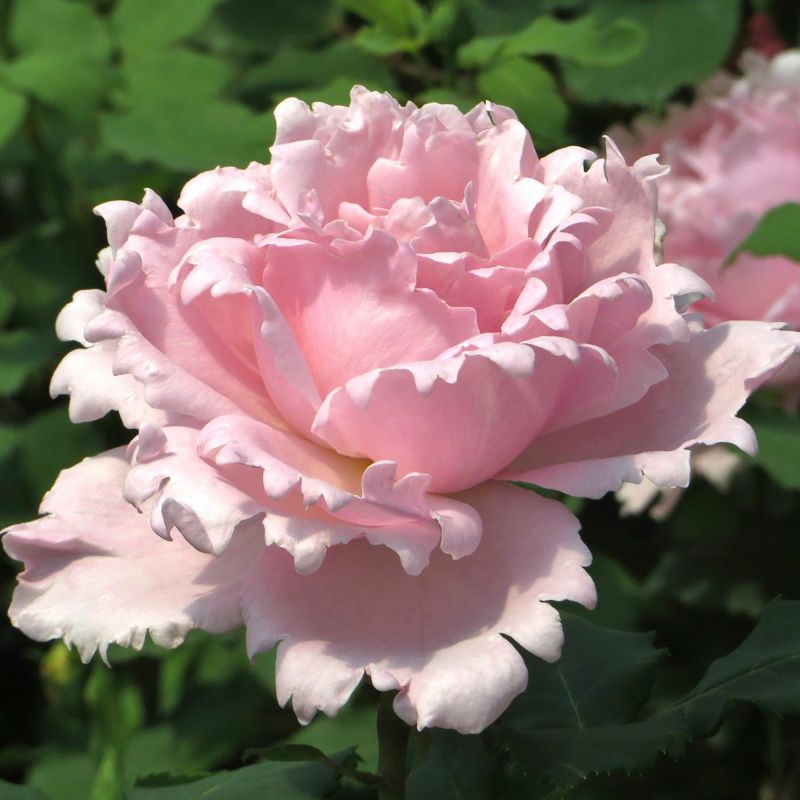 予約苗 バラ苗 【ソフィーロシャス】 (大苗) シュラブ 半つる性