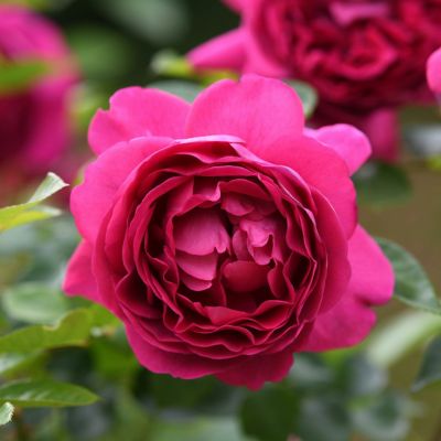 トゲの少ないバラ | THE ROSE SHOP｜バラ専門店 ザローズ