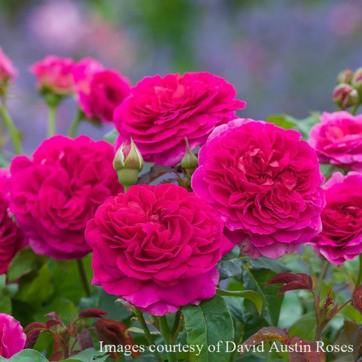 予約苗 バラ苗 【ガブリエルオーク】 (大苗) シュラブ 半つる性