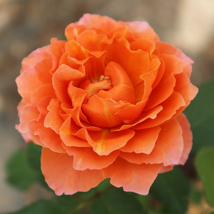 バラ苗モルゲンロート