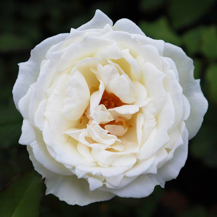 バラ苗シェドゥーブル