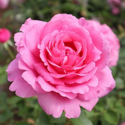 香りのバラ(強香種) | THE ROSE SHOP｜バラ専門店 ザローズショップ 本店 - バラ苗の通販