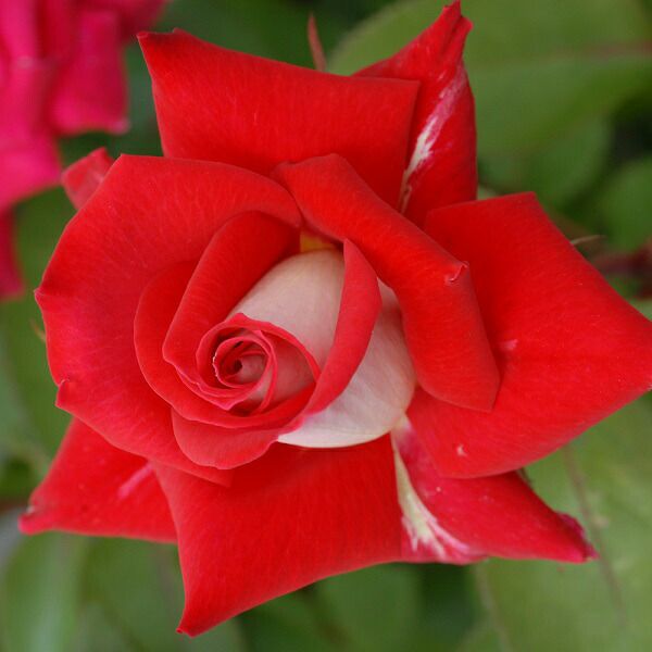 バラ苗 【ラブ】 (大苗) ハイブリッドティー 四季咲き 大輪 赤系