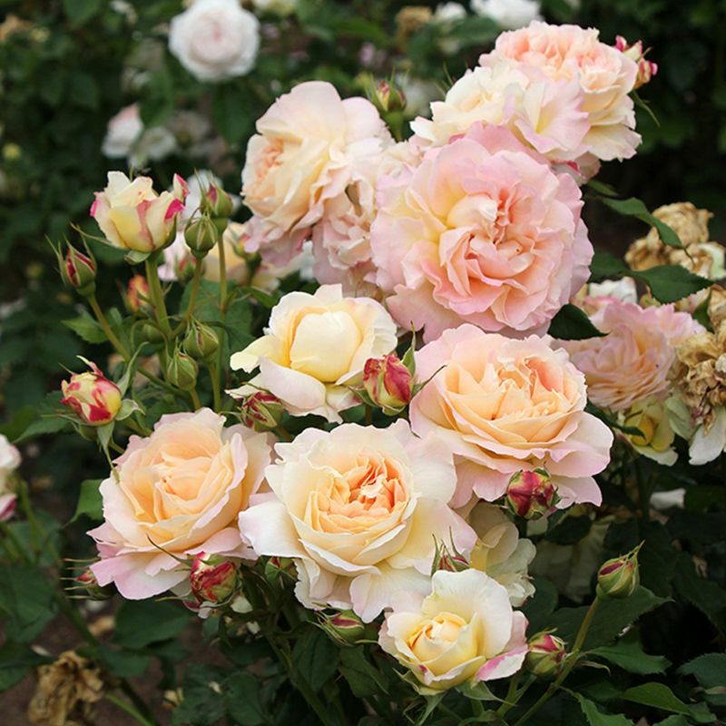 予約苗 バラ苗 【カンパネルラ】 (大苗) フロリバンダ 四季咲き 中輪