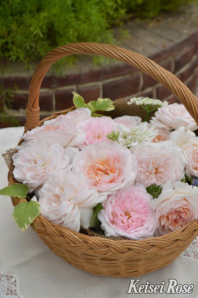 バラ苗プリンセスヴェール