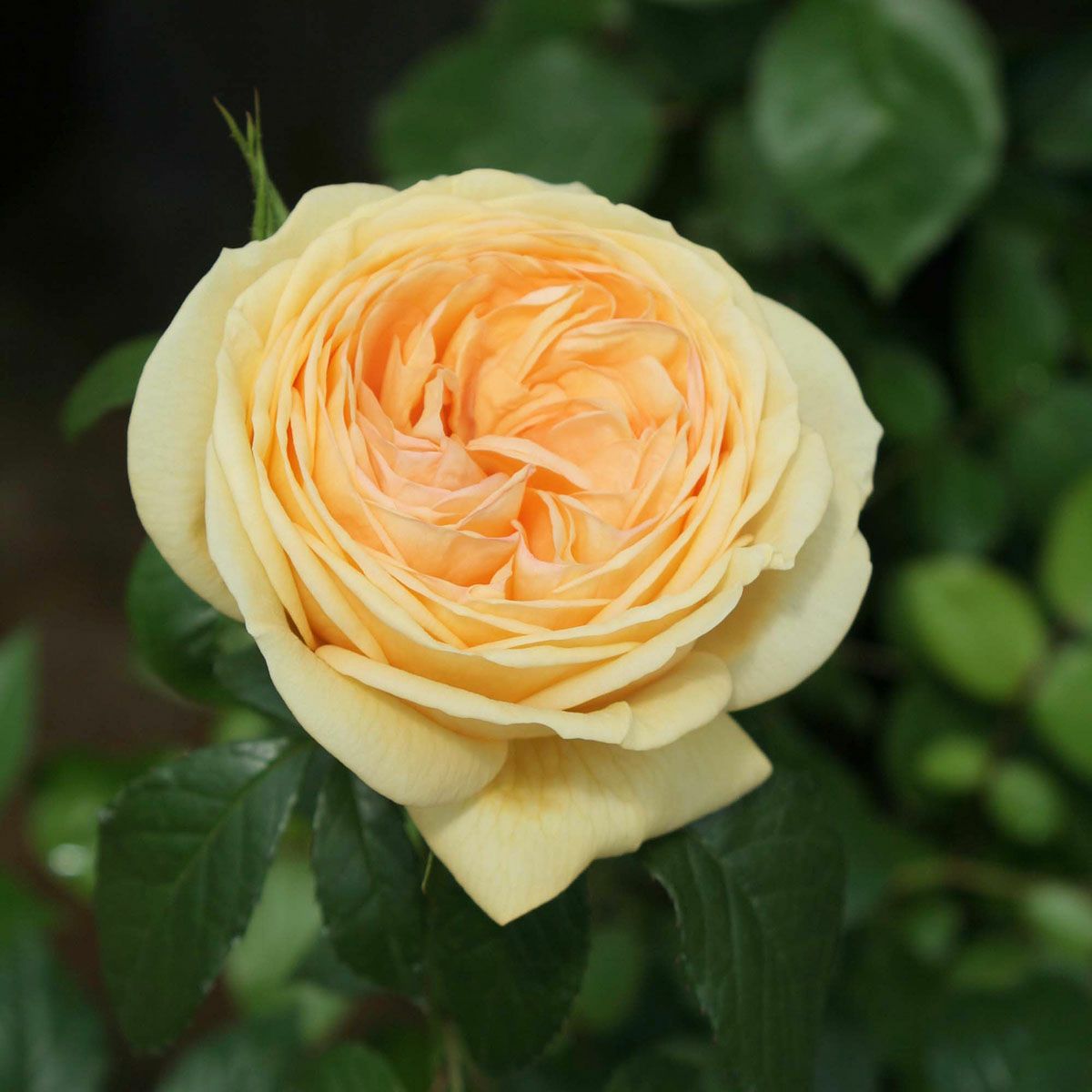 バラ苗 【ティップントップ】 (新苗) ハイブリッドティー 四季咲き