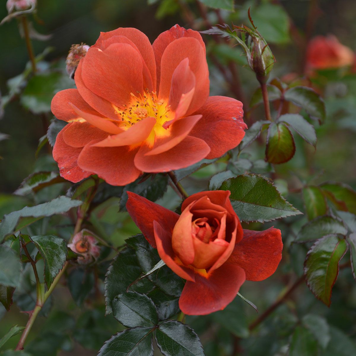 ヤンスペック JAN SPEK (オランダ) | THE ROSE SHOP｜バラ専門店 ザ