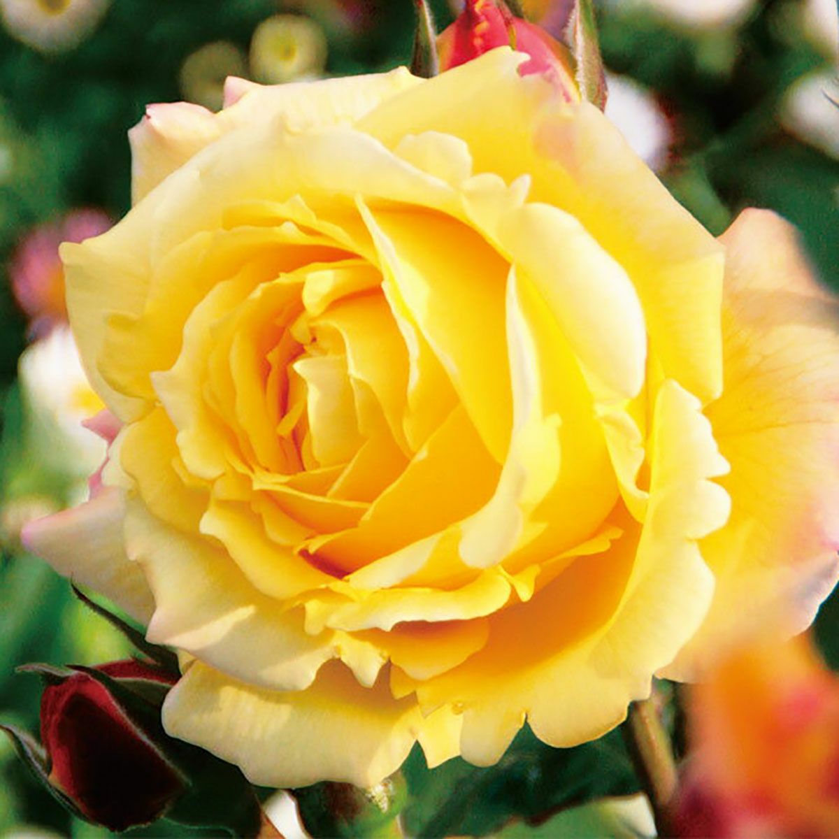 バラ苗トロピカルシャーベット