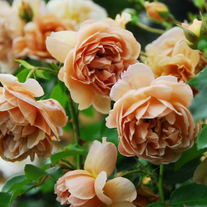 バラ苗 【カフェ】 (新苗) フロリバンダ 四季咲き 中輪 ブラウン系