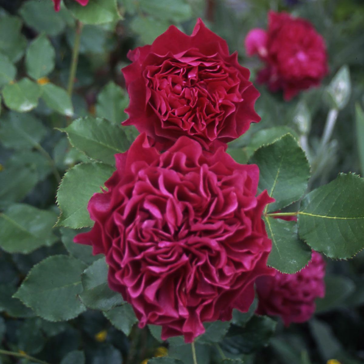 バラ苗ベルベティトワイライト