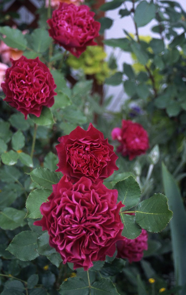 バラ苗ベルベティトワイライト