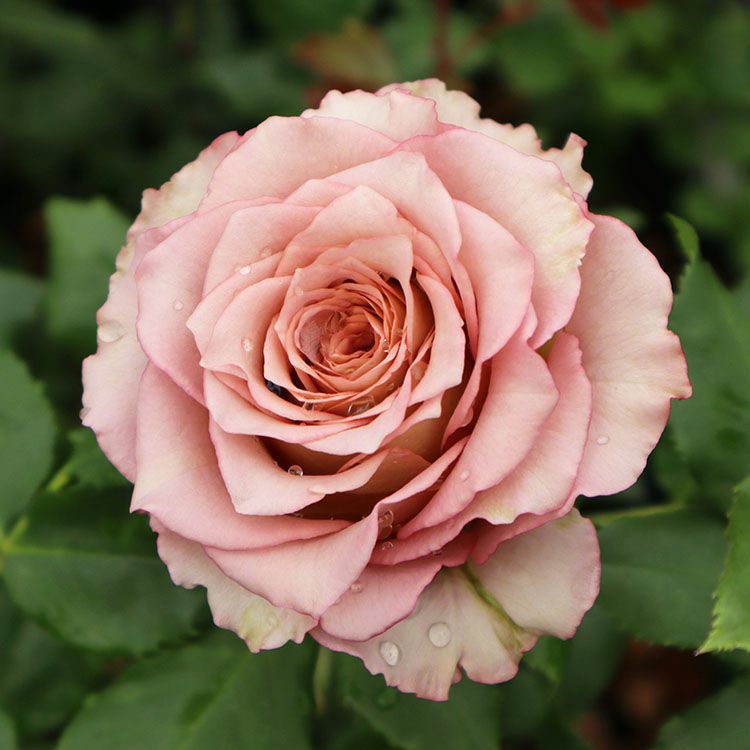 ブラウン系のバラ | THE ROSE SHOP｜バラ専門店 ザローズショップ 本店