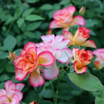 「丸」切り花品種バラ苗　Rome♡ Rose 即納大苗 | THE ROSE SHOP｜バラ専門店 ザローズショップ 本店 - バラ