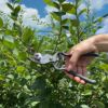【剪定ばさみ】ケント＆ストー Traditional Bypass Secateurs 