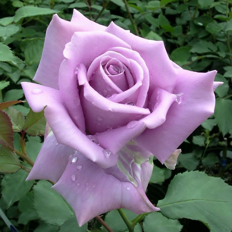 バラ苗 【藤娘 (ふじむすめ)】 (アウトレット苗) ハイブリッドティー