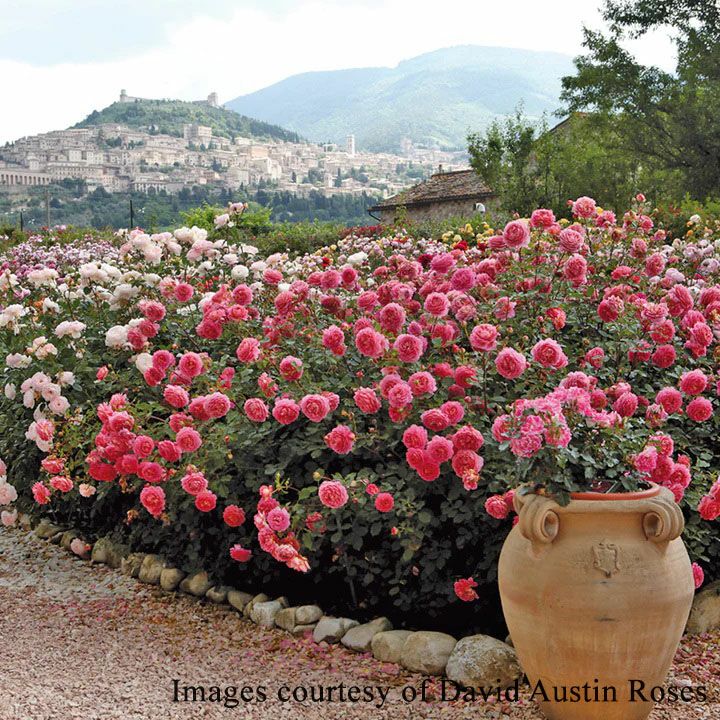 バラ苗ジュビリーセレブレーション