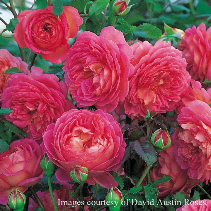 バラ苗ジュビリーセレブレーション