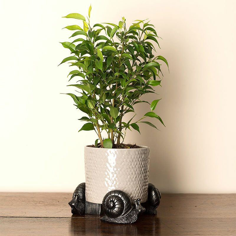 【Potty Feet 鉢置き カタツムリ】 Bronze Snail