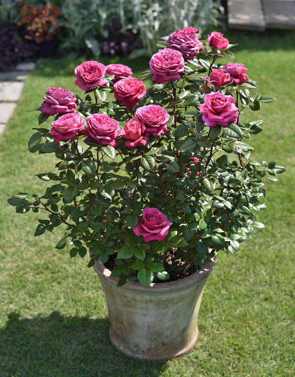 バラ苗 ヴィウーローズ