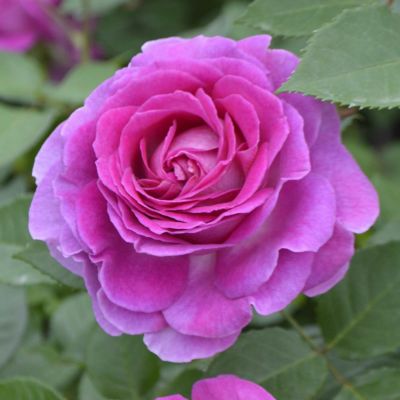 ドイツC&S 薔薇の苗