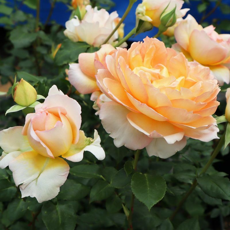 バラ苗 【ミモザ】 (大苗) フロリバンダ 四季咲き 中輪 黄色系