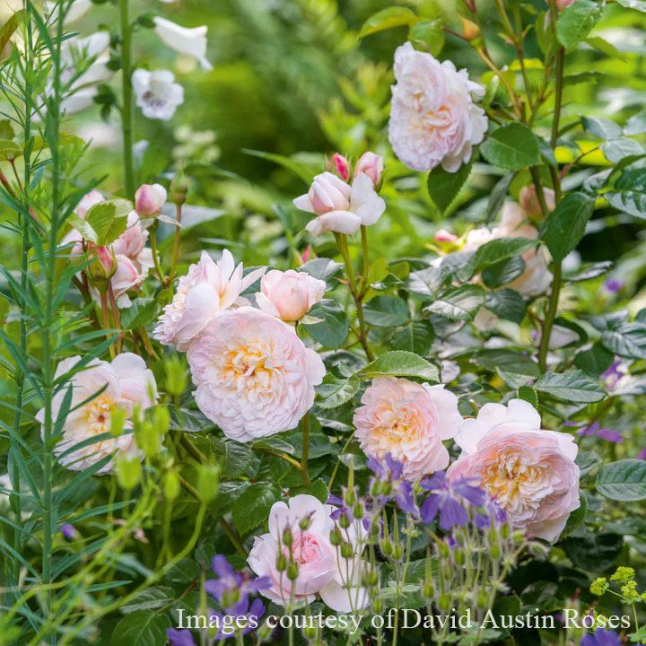 バラ苗エミリーブロンテ