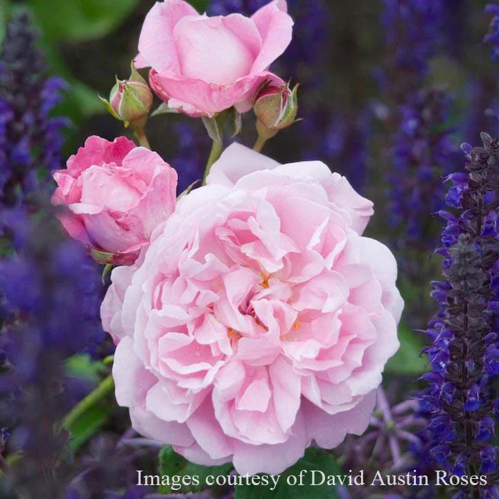 バラ苗 メアリーローズ