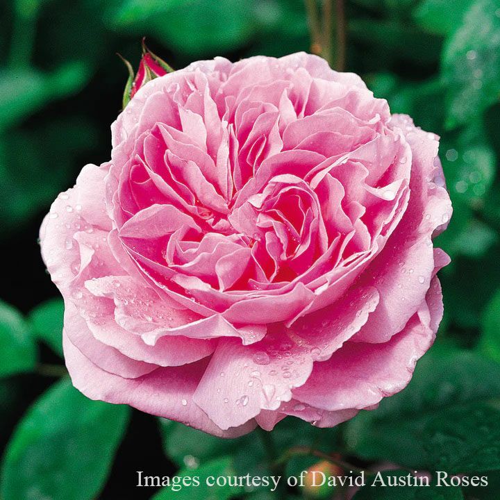 バラ苗 メアリーローズ