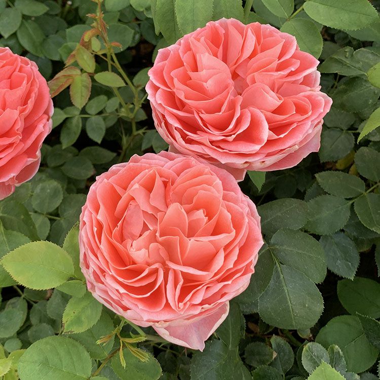最終特価❗本珊瑚・薔薇模様❕ 実直