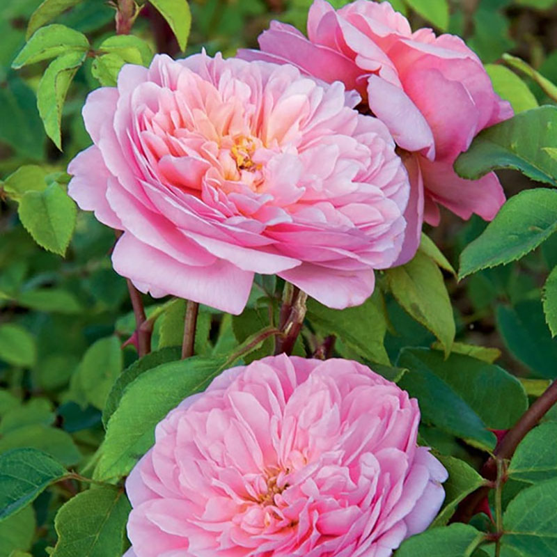 バラ苗ソニアリキエル