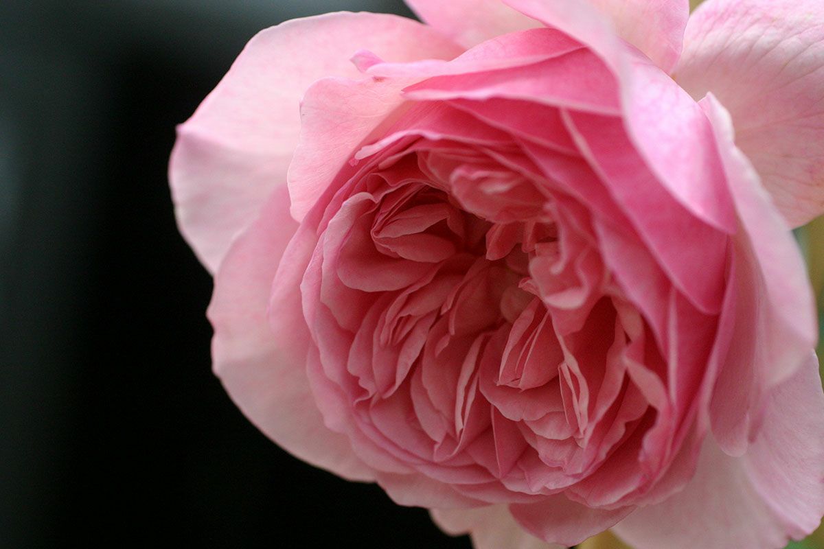 バラ苗ソニアリキエル