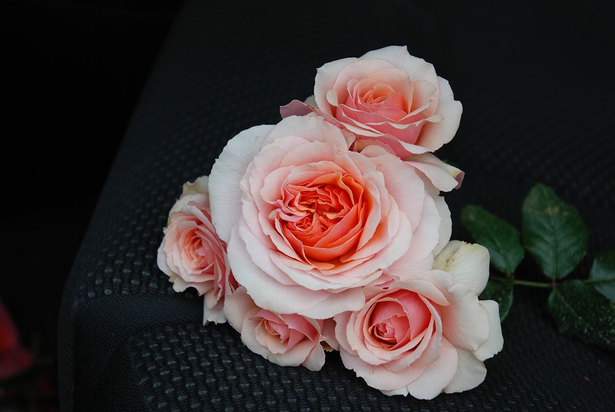 バラ苗マダムドゥスタール