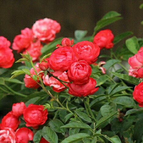 バラ苗 【珠玉 (しゅぎょく)】 (新苗) つるバラ 返り咲き 小輪 赤系