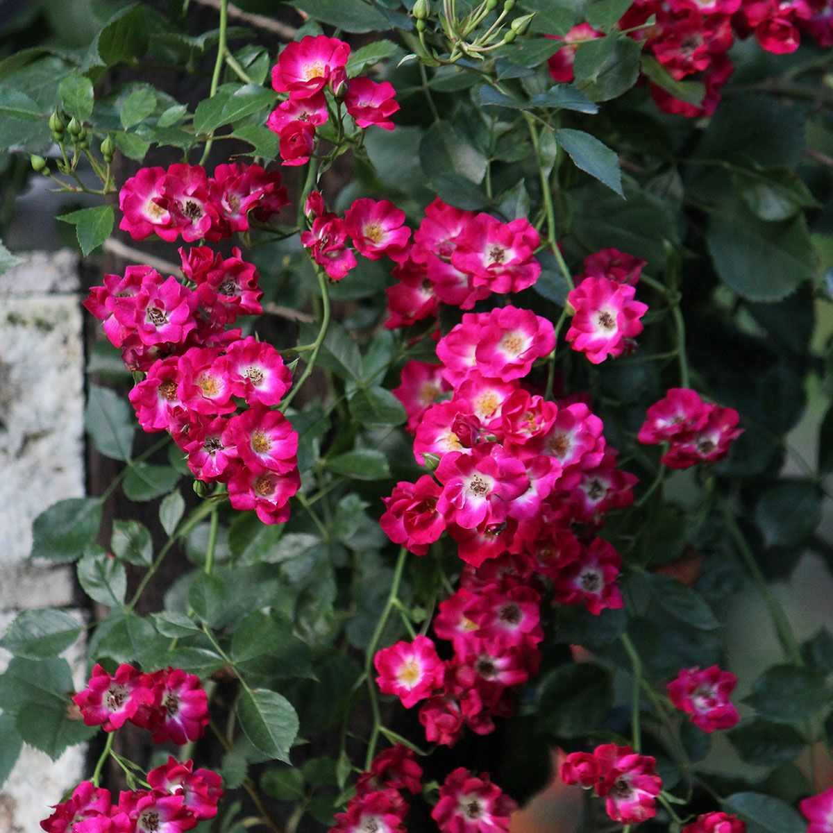 バラ苗 【伸 (しん)】 (新苗) つるバラ 返り咲き 小輪 国産苗 赤系 禅