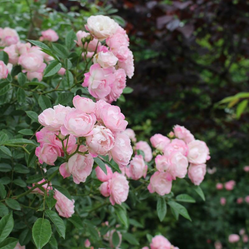 バラ苗 【玉鬘 (たまかずら)】 (新苗) つるバラ 返り咲き 小輪 ピンク